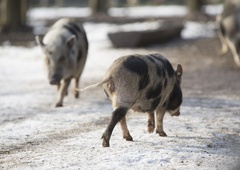 Nizozemsko mesto na pomoč poklicalo – prašiče!