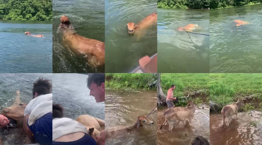 Mladina zagledala utapljajočo se kravo, vse posnela in naredila nekaj izjemnega (VIDEO) (foto: Youtube posnetek zaslona)