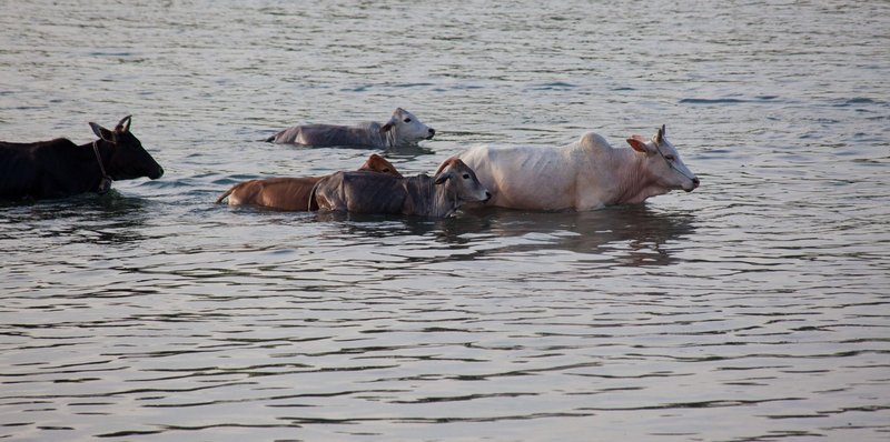 Krave znajo plavati že od malih nog.