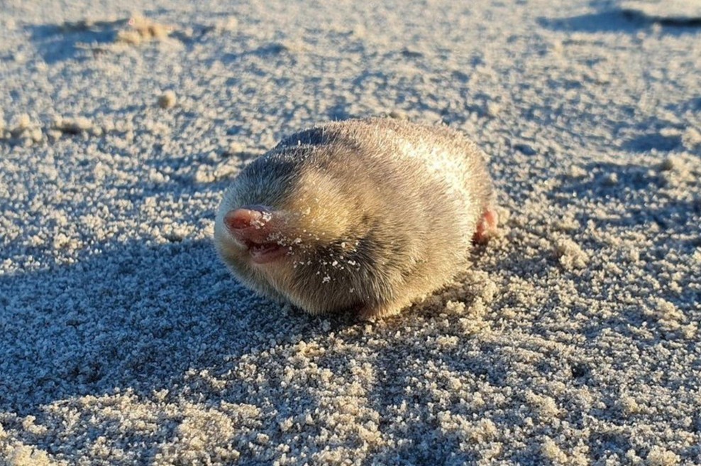 Po 86 letih našli žival, za katero so se bali, da je izumrla (foto: Profimedia)