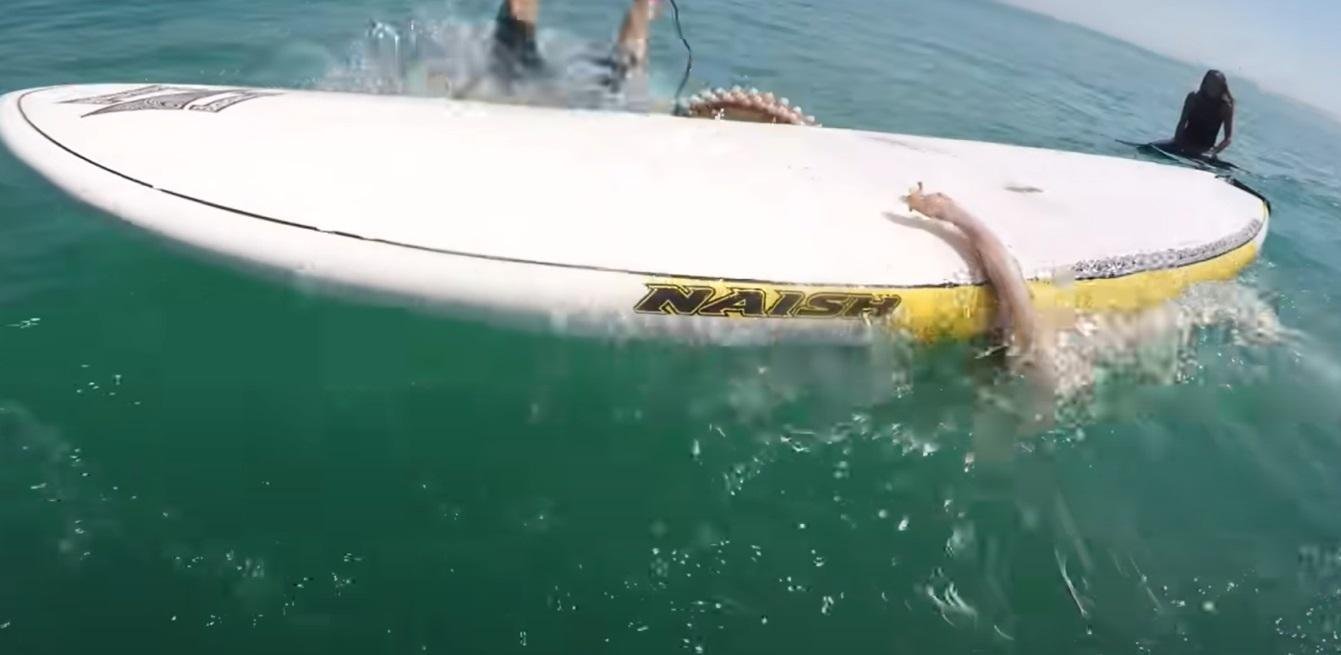 Dan, ki ga deskar ne bo pozabil: napadel ga je – velikanski ligenj ...