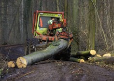 Tragično: pri sečnji dreves na območju Kočevja umrl 28-letnik
