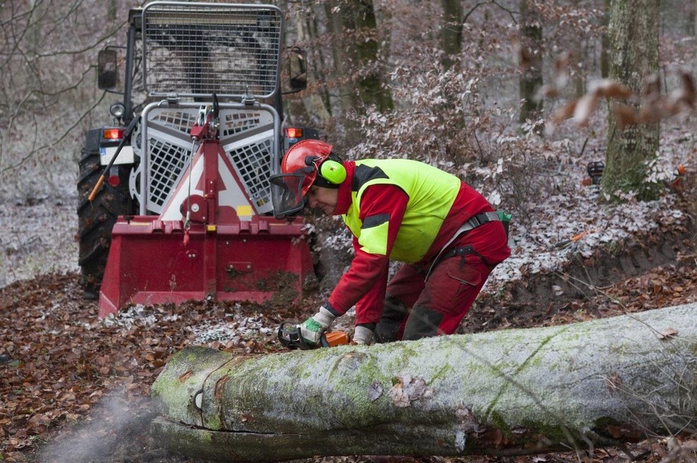 Pozor, spet bodo padala drevesa na Golovcu. Kdaj nikar tja na sprehod? (foto: Profimedia)