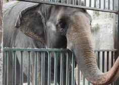 Poginila je "najbolj žalostna" slonica na svetu