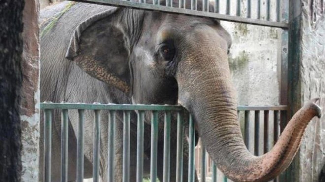 Poginila je "najbolj žalostna" slonica na svetu (foto: Twitter/Protect all wildlife)