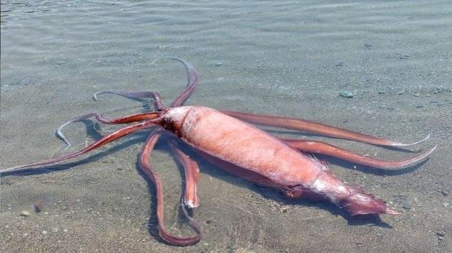 Orjaški lignji na površje običajno pridejo tedaj, ko niso v dobrem fizičnem stanju.