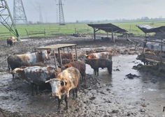 Kaj se dogaja s kravami, ki so jih odvzeli dolenjskemu kmetu? Vemo, kam so jih namestili