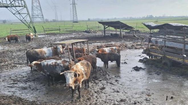 Kaj se dogaja s kravami, ki so jih odvzeli dolenjskemu kmetu? Vemo, kam so jih namestili (foto: Facebook/Društvo za zaščito konj)