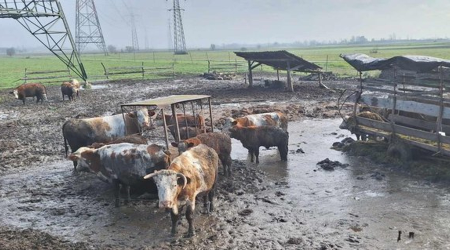 Zdaj je tudi uradno: pri odvzemu goveda na Krškem je prišlo do kršenja zakonodaje (foto: Facebook/Društvo za zaščito konj)