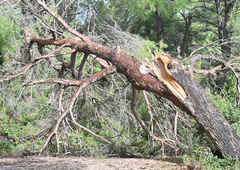 Močni sunki vetra podirali drevesa, tukaj je bilo najhuje