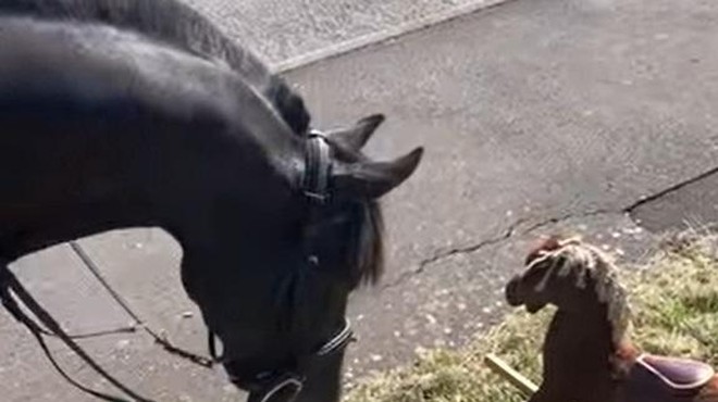 Konj ob cesti zagleda plišastega konjička in njegova reakcija je neverjetna (posnetek vas bo nasmejal do solz) (foto: Youtube/posnetek zaslona)