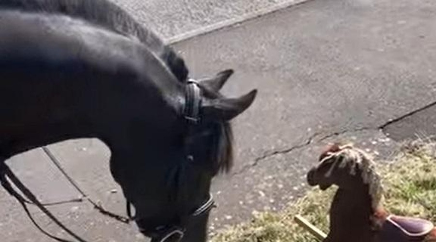 Konj ob cesti zagleda plišastega konjička in njegova reakcija je neverjetna (posnetek vas bo nasmejal do solz) (foto: Youtube/posnetek zaslona)