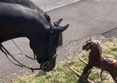 Konj ob cesti zagleda plišastega konjička in njegova reakcija je neverjetna (posnetek vas bo nasmejal do solz)