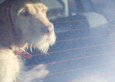 Moški v Vuzenici naj bi v avtu pretepal svojega psa, kljub opozorilom ni prenehal