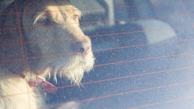 Moški v Vuzenici naj bi v avtu pretepal svojega psa, kljub opozorilom ni prenehal (foto: Profimedia)