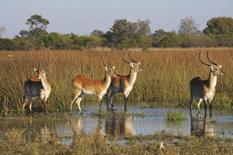 Liči antilope so redka in ogrožena vrsta.