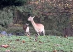 Kaj storiti, če ti otrok ne da miru? V ZOO Ljubljana je to odlično demonstrirala antilopa (poglejte posnetek)