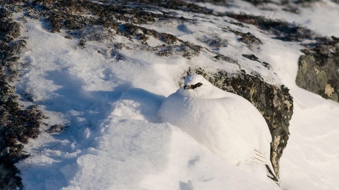 Tudi vi nevede ogrožate to čudovito ptico, ki ima zelo rada zimo in sneg? (foto: Profimedia)