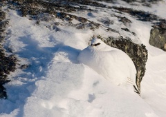 Tudi vi nevede ogrožate to čudovito ptico, ki ima zelo rada zimo in sneg?