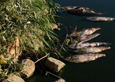 Voda v potoku na Koroškem je že več dni kalna, ribe so poginile (krivi so Avstrijci)