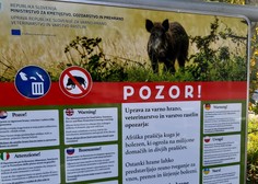Lovci opozarjajo na hitro širjenje afriške prašičje kuge: "Samo vprašanje časa je, kdaj se bo pojavila tudi v Sloveniji"