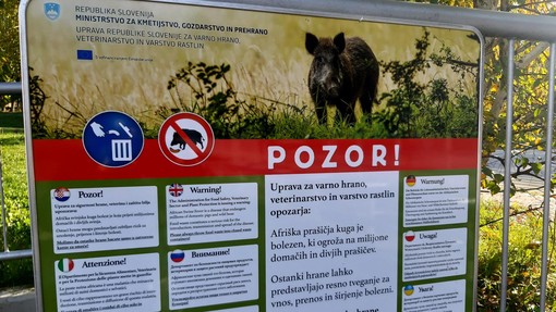 Lovci opozarjajo na hitro širjenje afriške prašičje kuge: "Samo vprašanje časa je, kdaj se bo pojavila tudi v Sloveniji"