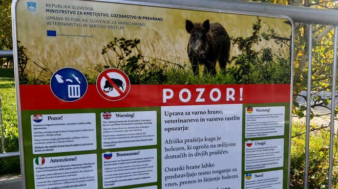 Lovci opozarjajo na hitro širjenje afriške prašičje kuge: "Samo vprašanje časa je, kdaj se bo pojavila tudi v Sloveniji" (foto: Žiga Živulović j.r./Bobo)