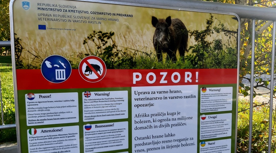 Lovci opozarjajo na hitro širjenje afriške prašičje kuge: "Samo vprašanje časa je, kdaj se bo pojavila tudi v Sloveniji" (foto: Žiga Živulović j.r./Bobo)