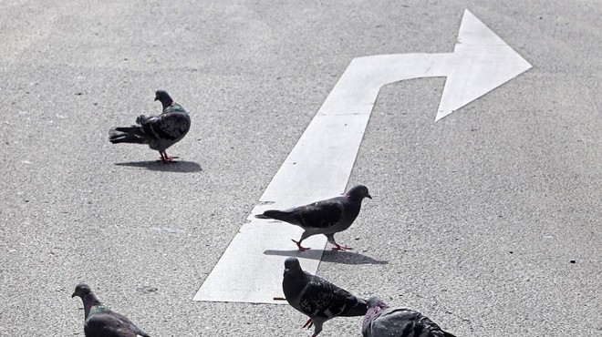 Kaj takšnega pa še ne: ker je povozil goloba, ga je policija aretirala (foto: Profimedia)