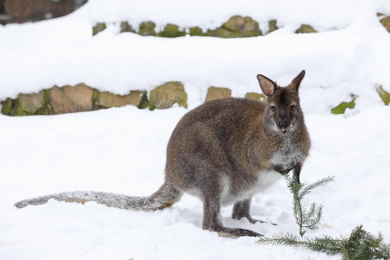 Kenguruji se na zimo znajo zelo dobro prilagoditi.