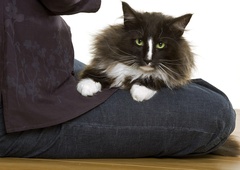 Ali mačka res začuti slabe ljudi? (In na drugi strani seveda tudi dobre?)