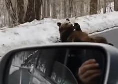Kaj takega pa še ne! Hrvaški voznik srečal 'črnogorskega' medveda (posnetek vas bo nasmejal do solz)