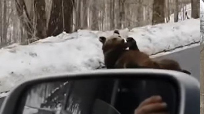 Kaj takega pa še ne! Hrvaški voznik srečal 'črnogorskega' medveda (posnetek vas bo nasmejal do solz) (foto: Tik Tok/posnetek zaslona)