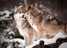 Prečudoviti posnetki iz ZOO Ljubljana, ki dokazujejo, česa nas lahko naučijo volkovi