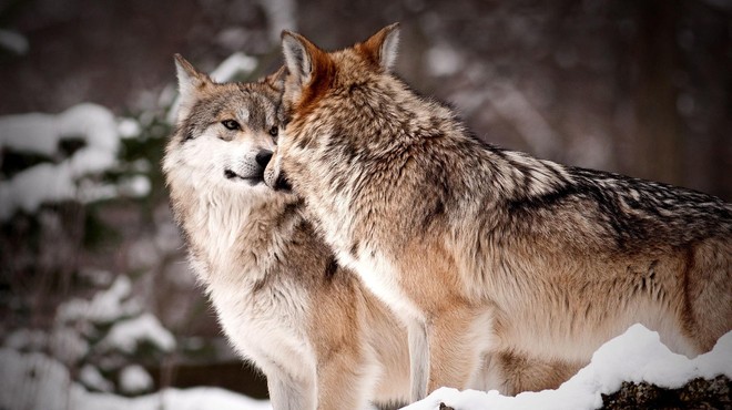 Prečudoviti posnetki iz ZOO Ljubljana, ki dokazujejo, česa nas lahko naučijo volkovi (foto: Profimedia)
