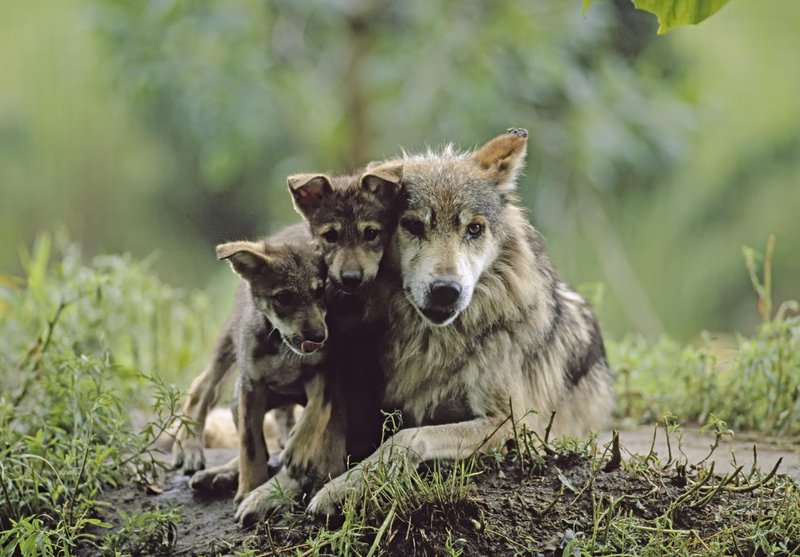 Volkovi imajo izjemno razvit starševski nagon.
