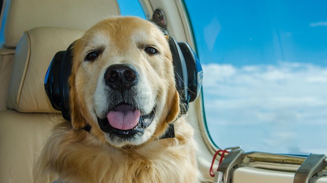 Prvi letalski prevoznik s ponudbo pasje hrane – kaj bodo med oblaki jedli štirinožci? (foto: Profimedia)