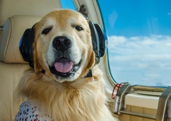 Prvi letalski prevoznik s ponudbo pasje hrane – kaj bodo med oblaki jedli štirinožci?