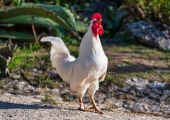 Meščanom, ki so se preselili na podeželje, ne ustrezajo vonjave in kikirikanje: zdaj je to uredil zakon!