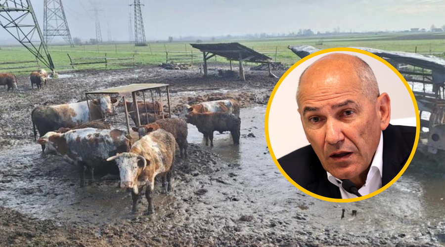 Kmet, ki so mu zasegli govedo, osebno pozna Janeza Janšo: spoprijateljila sta se v zaporu (foto: Borut Živulovič/BoboFacebook/Društvo za zaščito konj/fotmontaža)