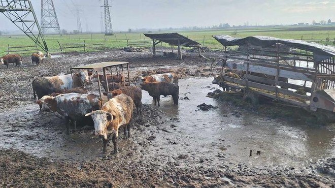 Prizori iz Možganove kmetije razkrivajo, da je govedo živelo v blatu in lastnih iztrebkih. (foto: Facebook/Društvo za zaščito konj)