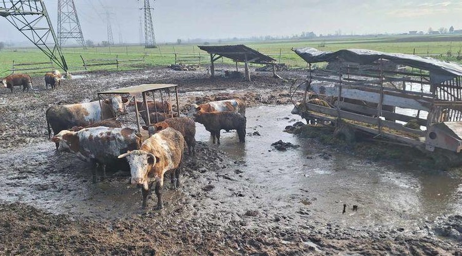 Prizori iz Možganove kmetije razkrivajo, da je govedo živelo v blatu in lastnih iztrebkih. (foto: Facebook/Društvo za zaščito konj)