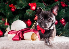 Pasji kilogrami se hitro naberejo, izginejo pa zelo težko: tako lahko preprečite praznično prenajedanje