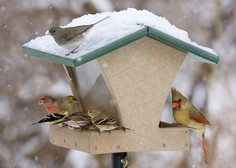 Ko se temperature spustijo pod ledišče, ptički potrebujejo bolj kalorično hrano
