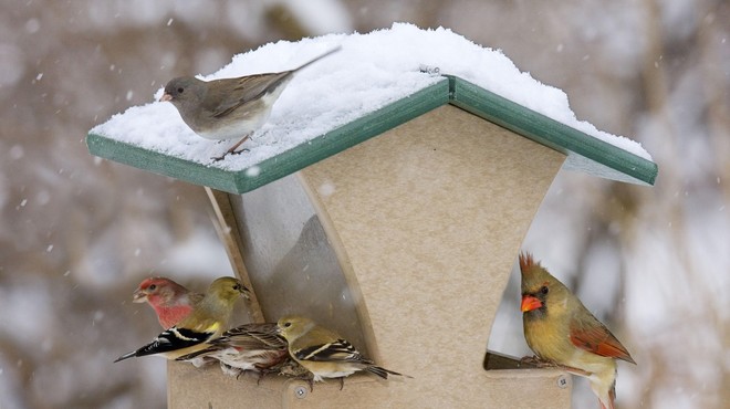 Ko se temperature spustijo pod ledišče, ptički potrebujejo bolj kalorično hrano (foto: Profimedia)