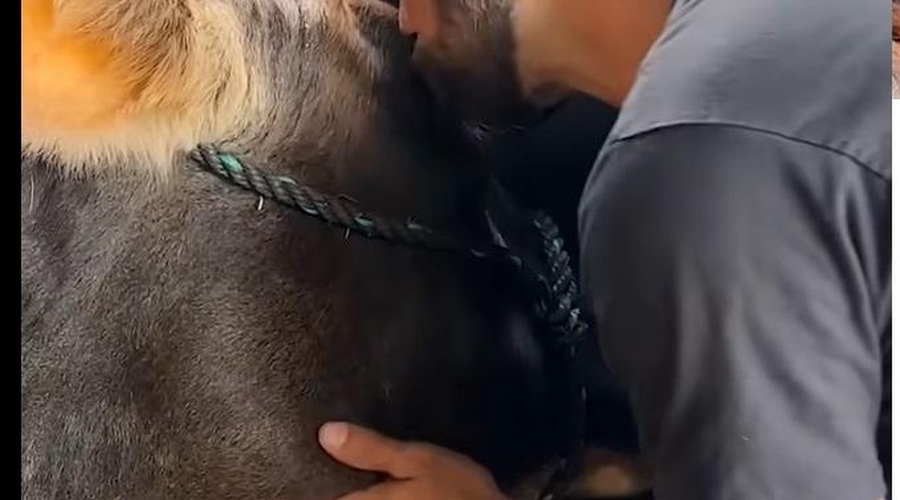 Kako ganljivo: dobri ljudje rešijo slepo kravo, poglejte, kako jim vrača naklonjenost (foto: Youtube/posnetek zaslona)