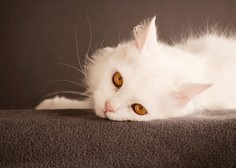 So res vse popolnoma bele mačke gluhe?