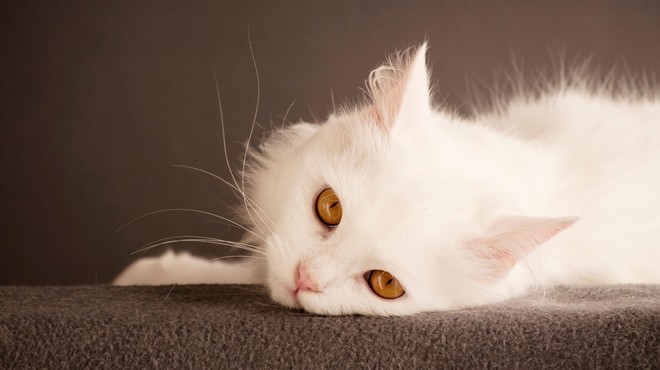 So res vse popolnoma bele mačke gluhe? (foto: Profimedia)