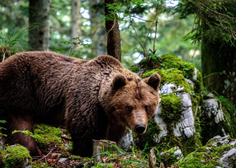 Kljub nasprotovanju dela javnosti v Sloveniji letos odstreljenih 230 rjavih medvedov