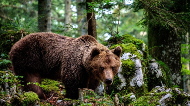 Kljub nasprotovanju dela javnosti v Sloveniji letos odstreljenih 230 rjavih medvedov (foto: Nejc Trpin/Bobo)